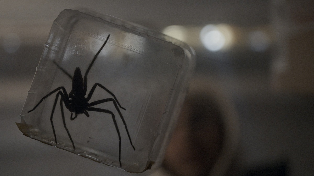 záber z filmu Háveď, na ktorom je jedovaný pavúk